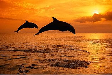 《星之卡比》30周年纪念网站提供系列音画鉴赏